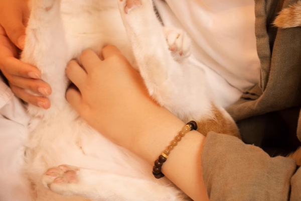 白い毛布に包まれた白い猫の体に人物の手が優しく触れているクローズアップ。人物の手首には、濃い茶色の六道木ビーズと、明るいオレンジがかった和田玉ビーズでできたブレスレットを着用しており、金色のスペーサービーズがアクセントになっている。